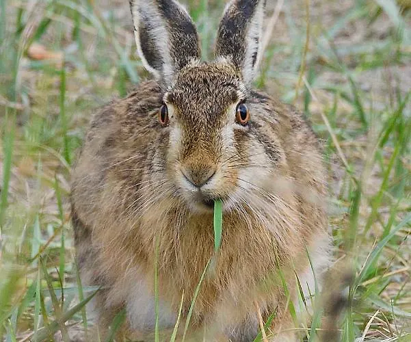 Skaerven Beachfront And Apartman *